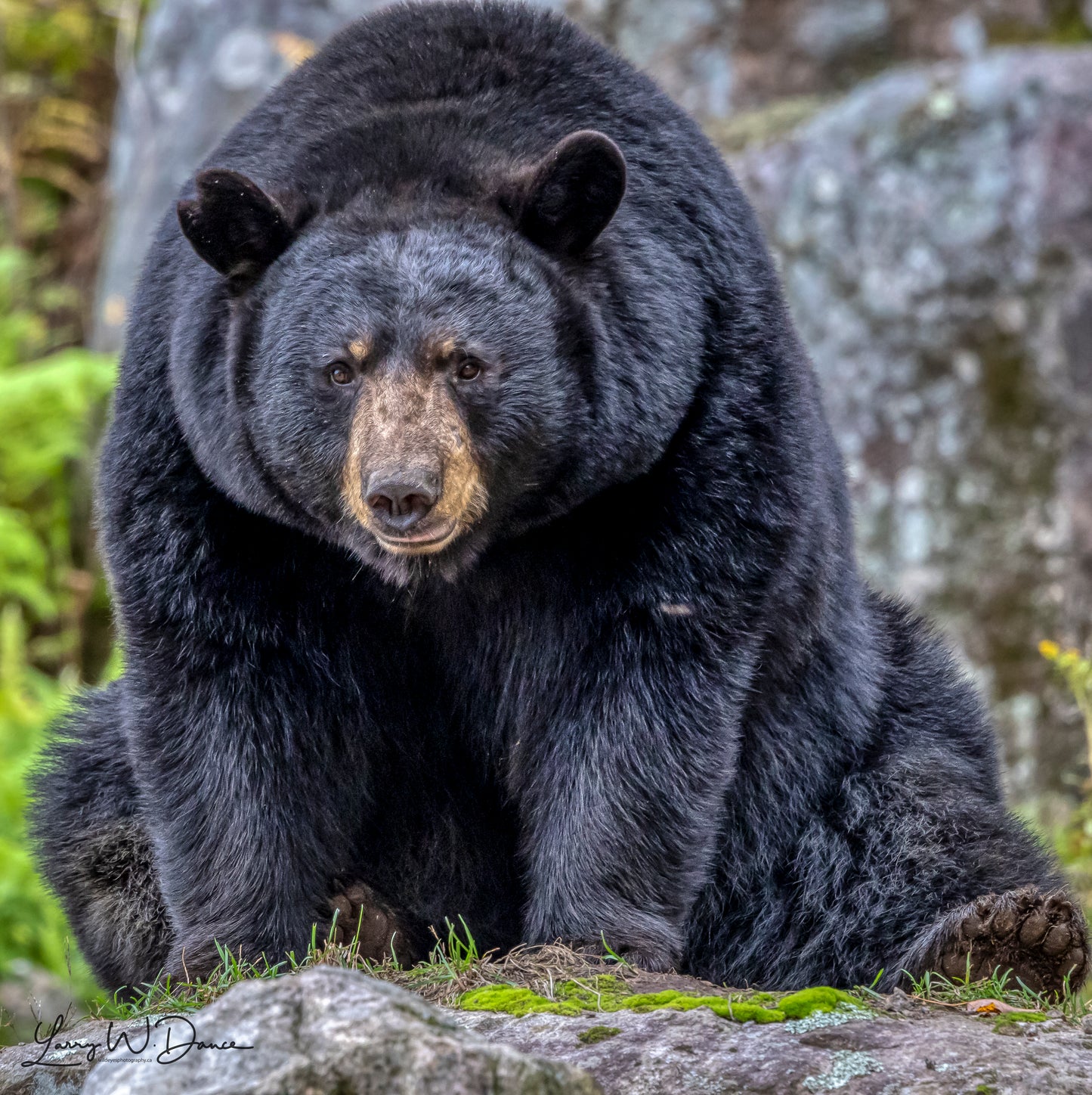 Black Bear