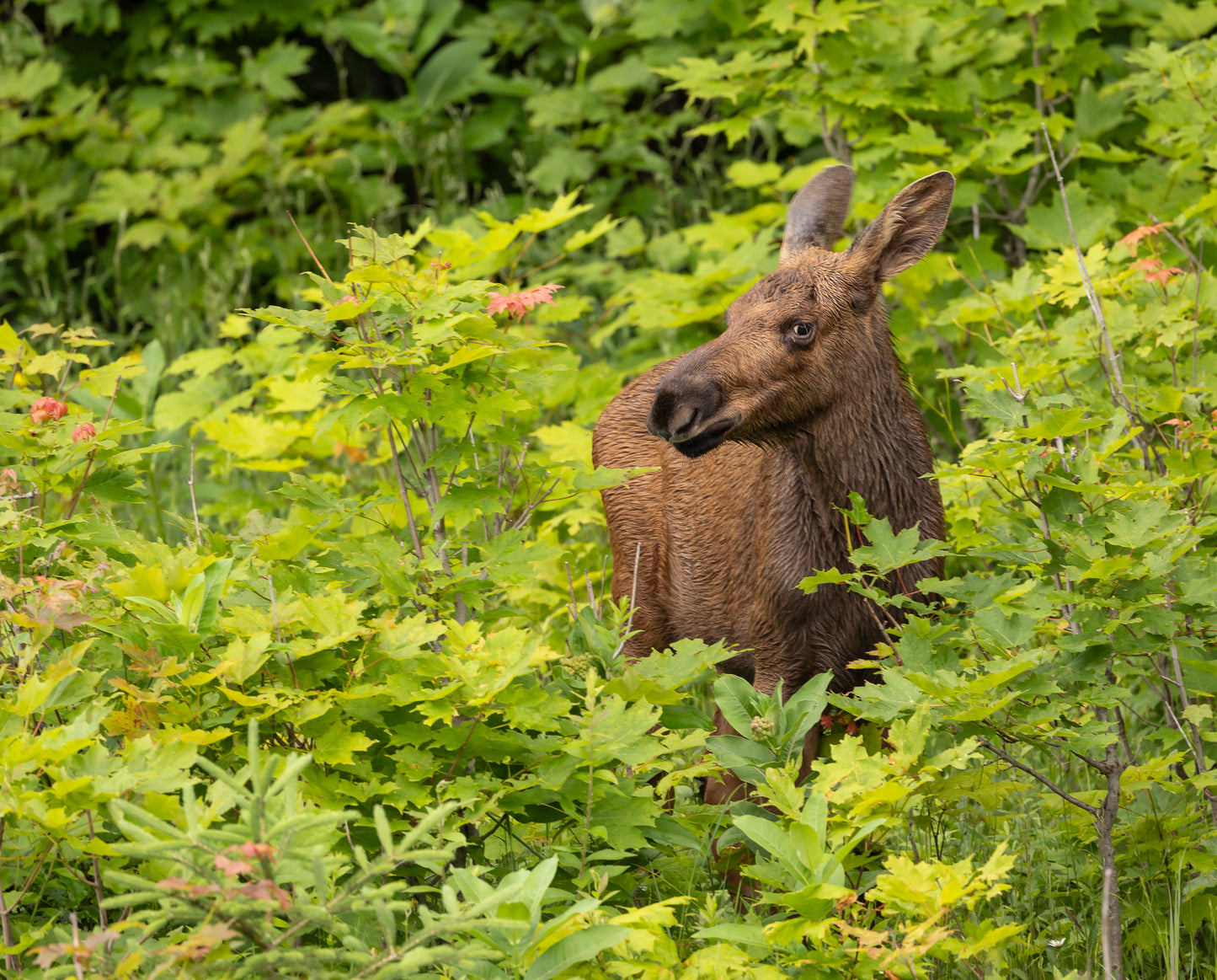 Moose Calf #1