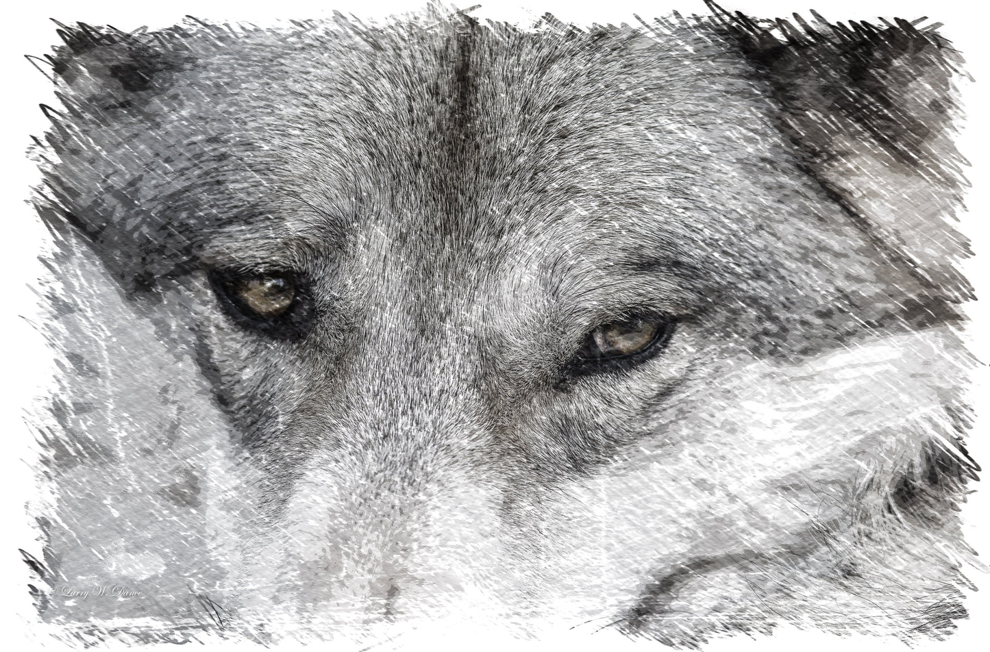 Wolf Portrait