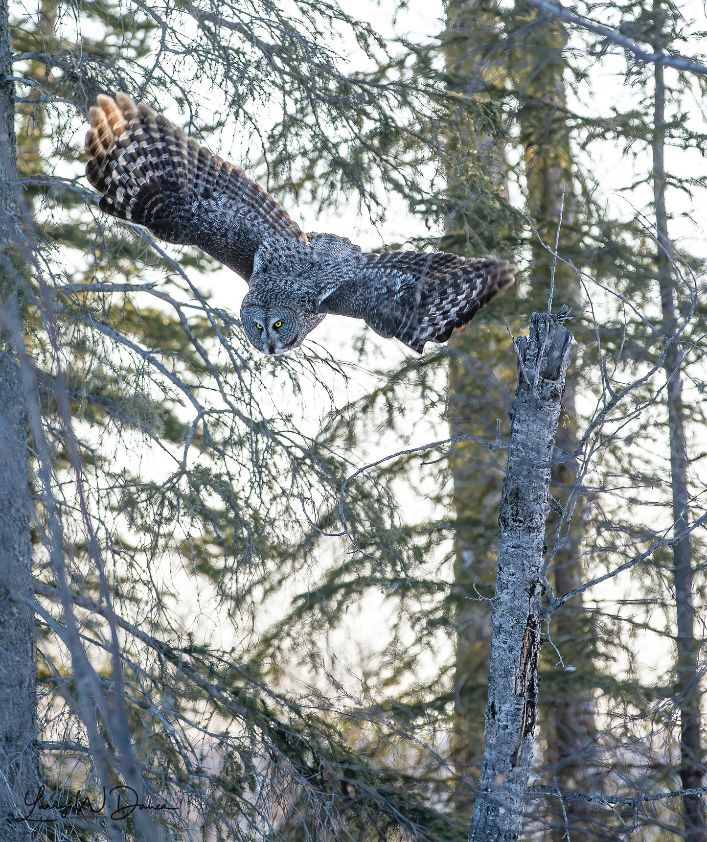 Great Grey Owl