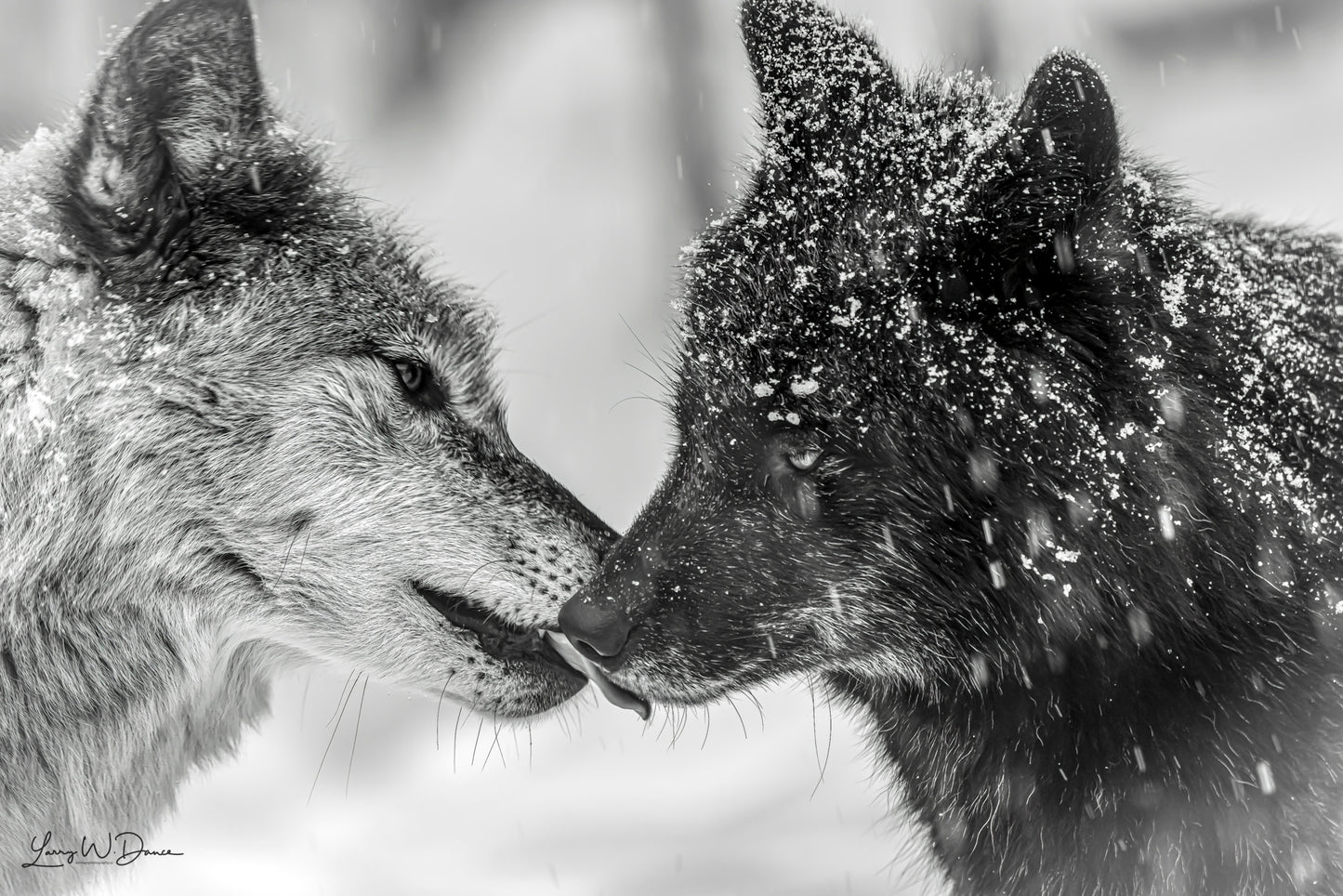 Kissing Wolves #1