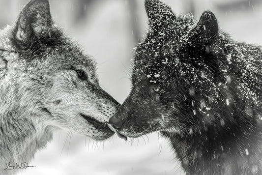 Kissing Wolves #1