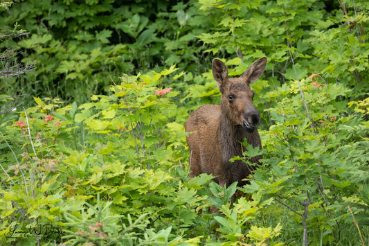 Moose Calf #2