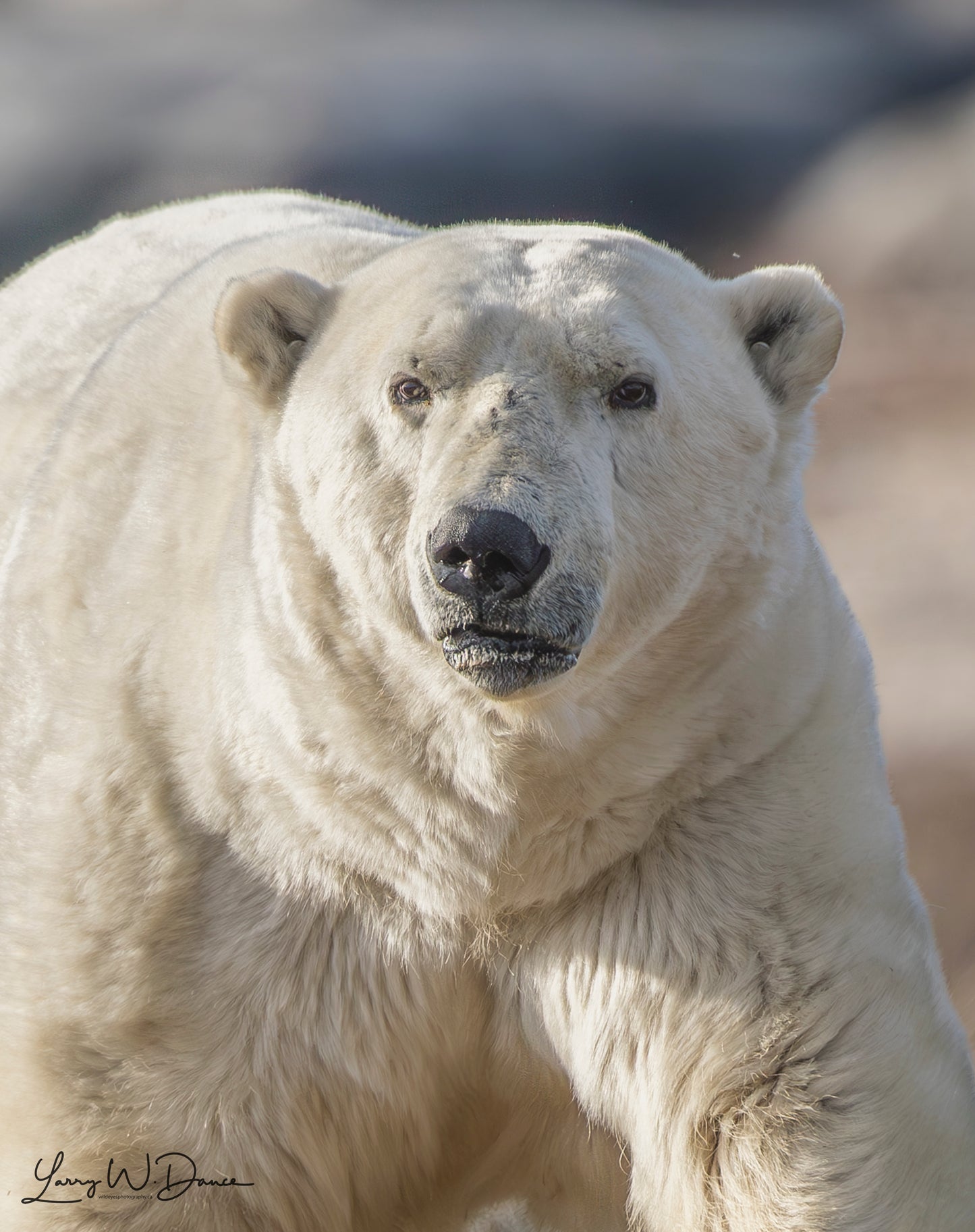 Polare Bear -Churchill