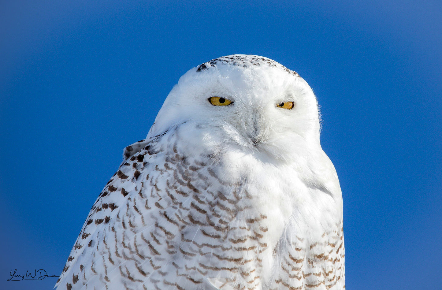 Snowy Owl Portrait