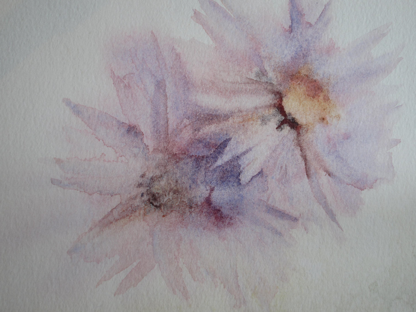 Mauve Daisies