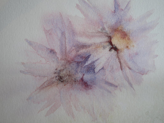 Mauve Daisies