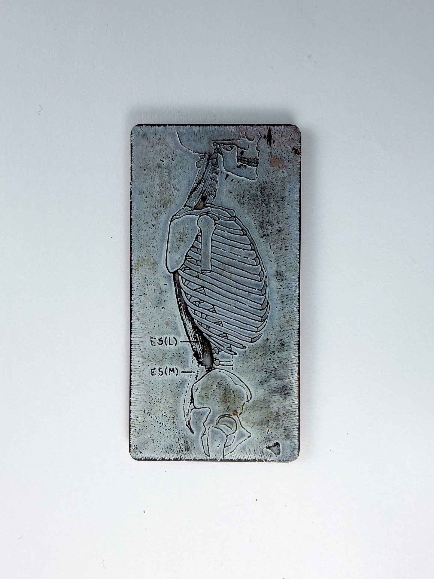 Skeletal Torso Magnet
