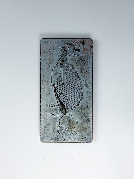 Skeletal Torso Magnet