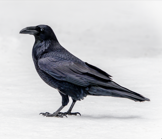 NEVERMORE
