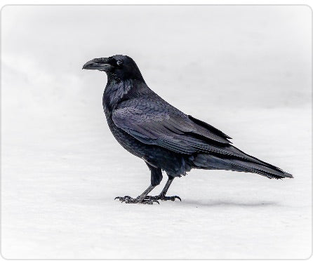 Nevermore Fridge Magnet