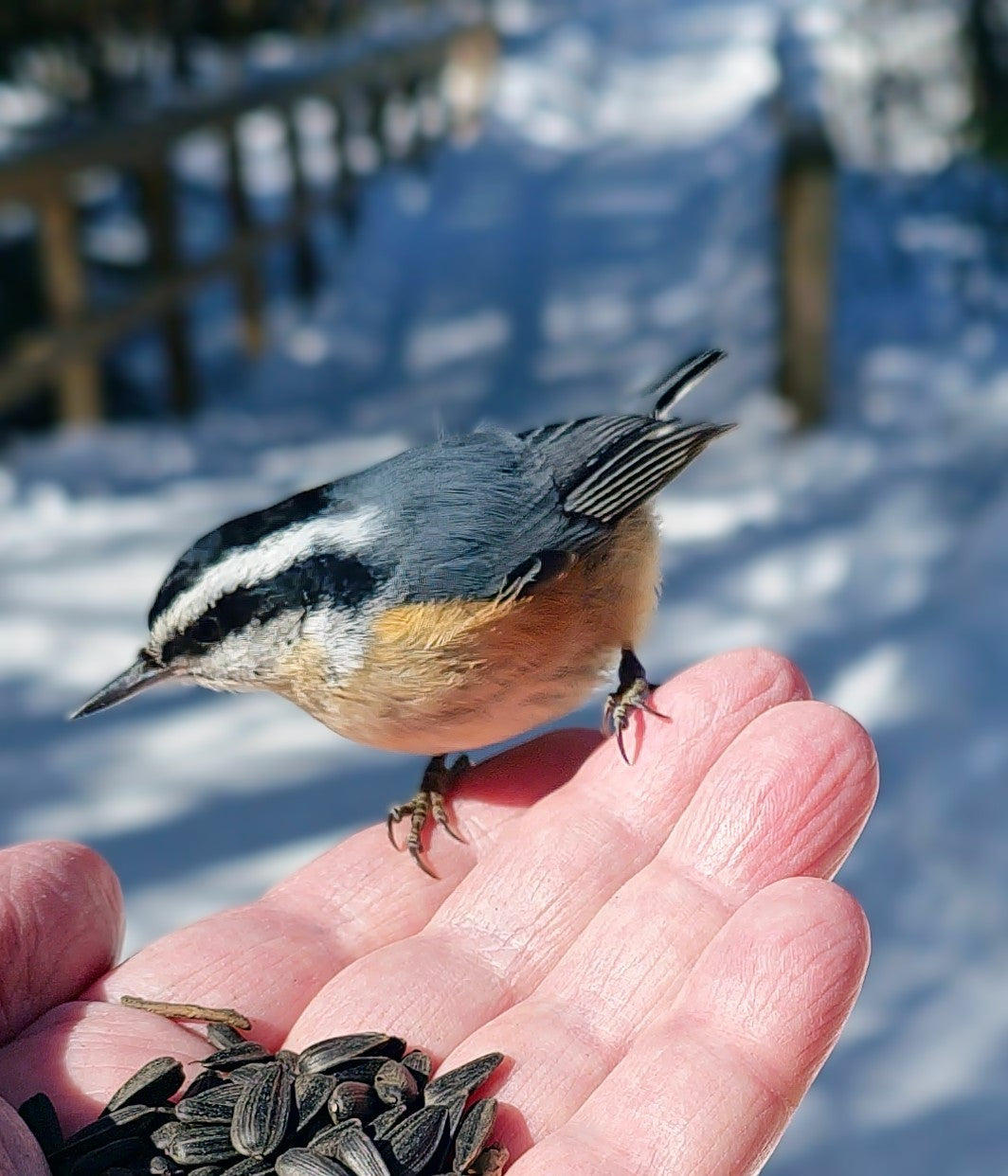 Feeding a Nuthatch