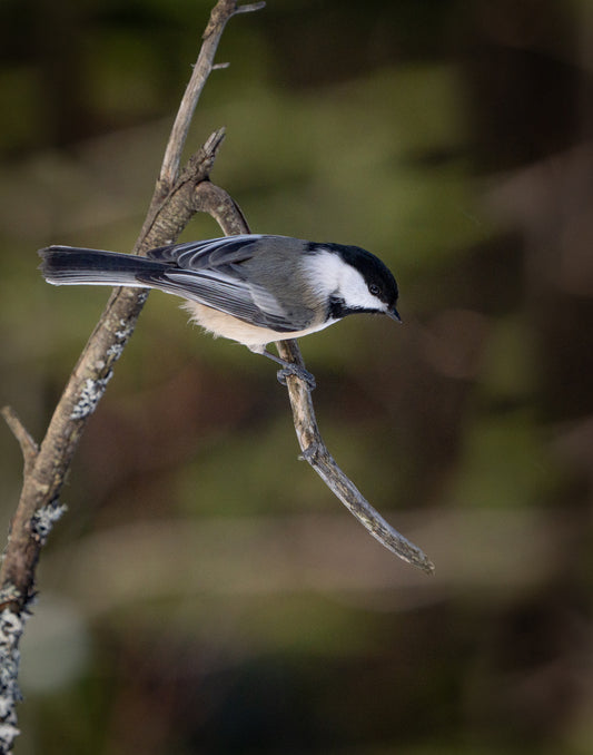 Black-Capped Chickadee