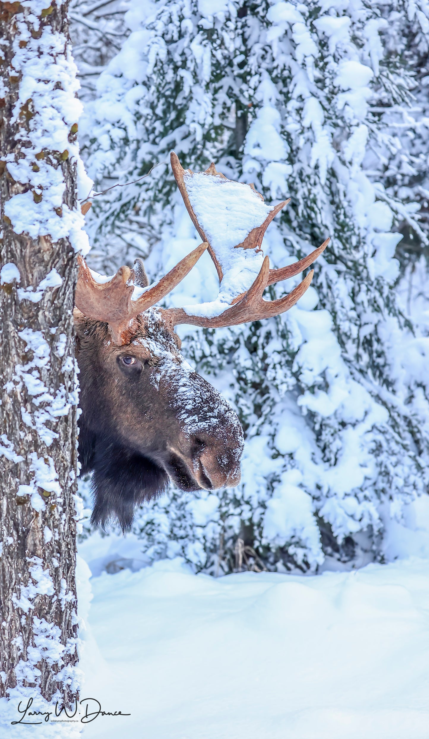 Peek a Boo Moose