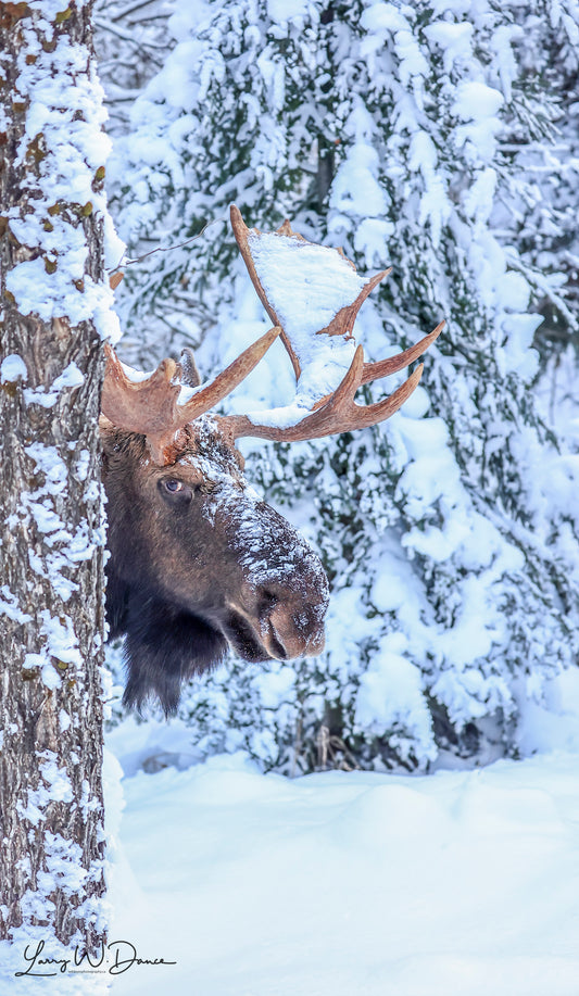 Peek a Boo Moose