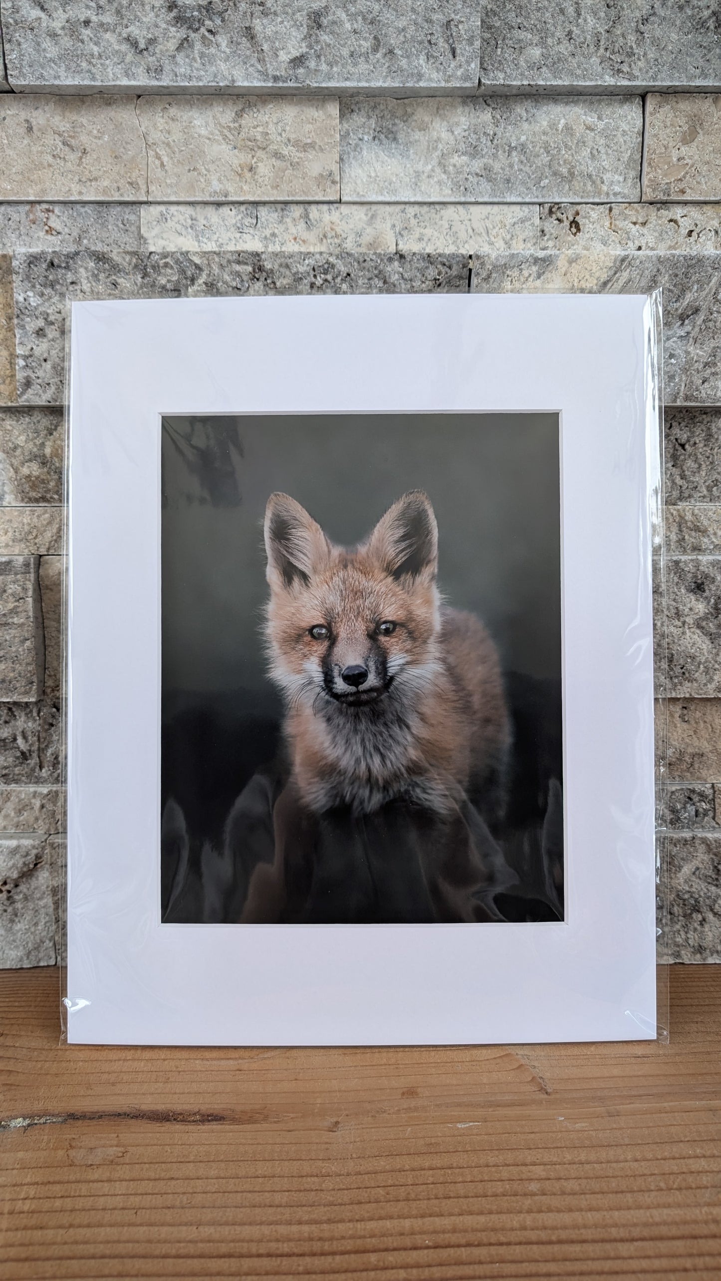 Portrait of a Curious Kit