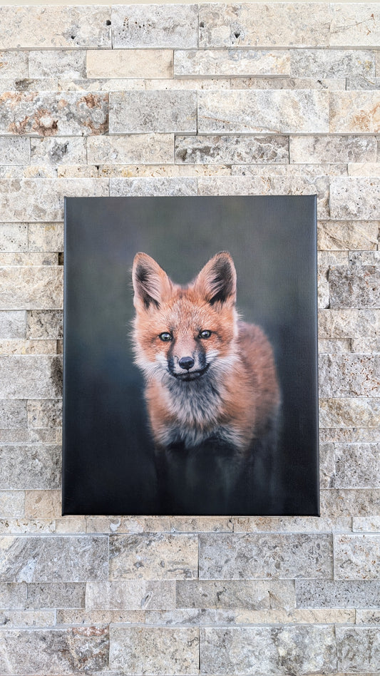 Portrait of a Curious Kit