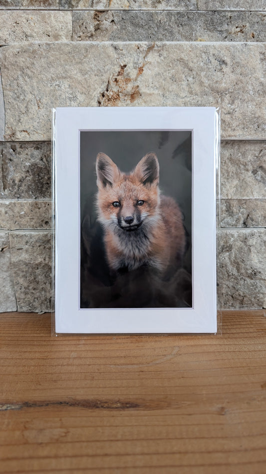 Portrait of a Curious Kit