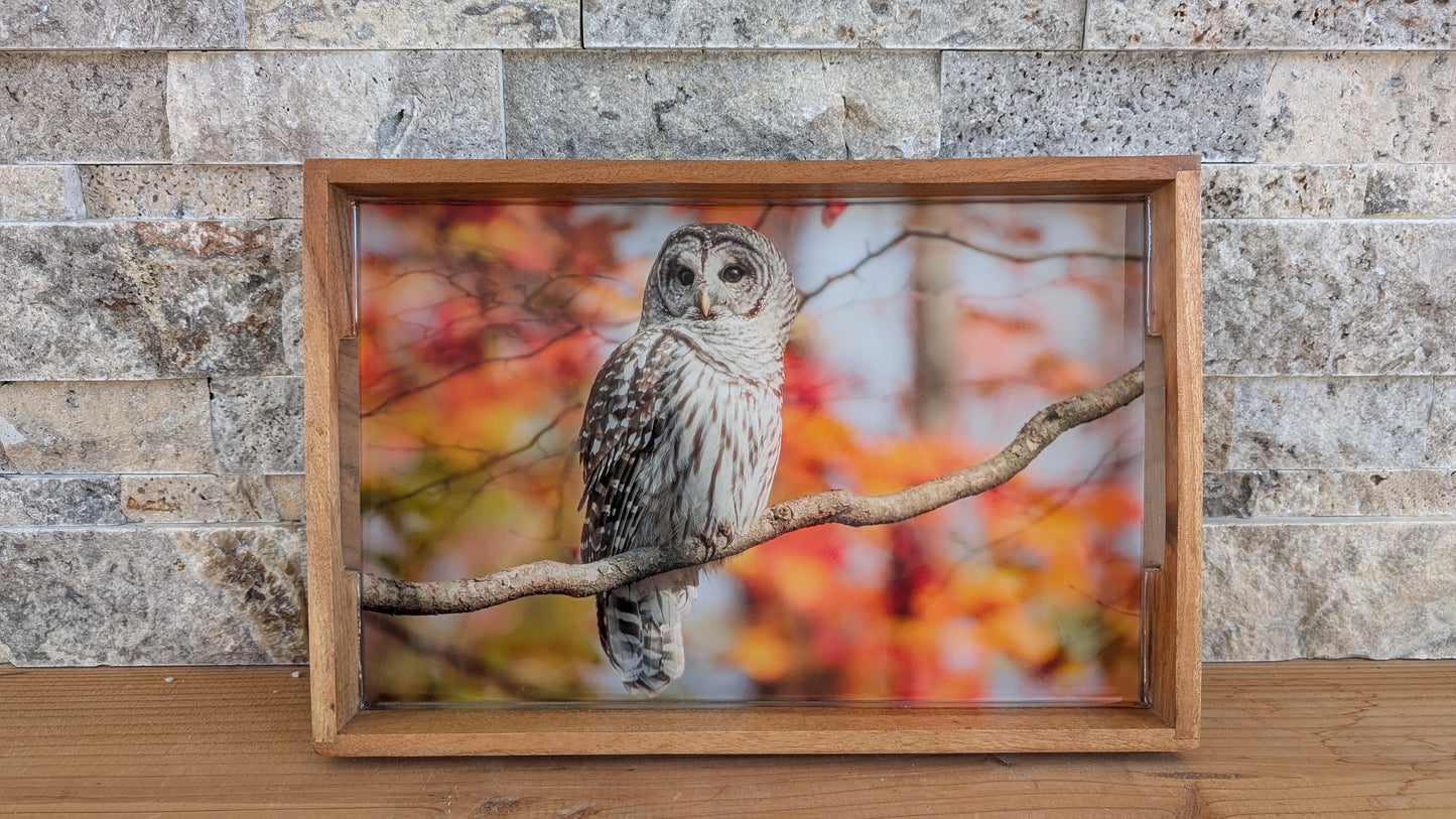 Queen of the Painted Forest