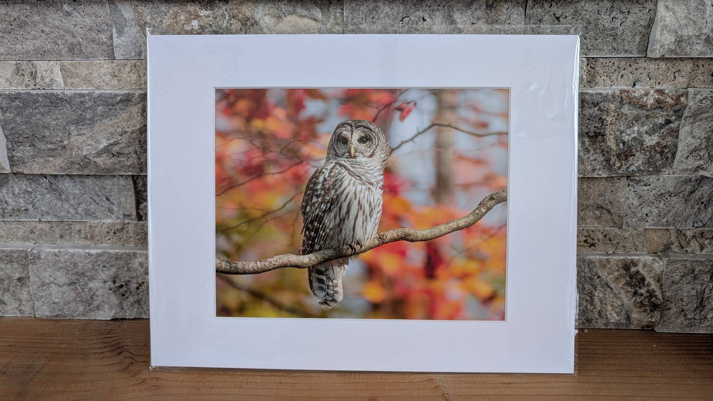 Queen of the Painted Forest