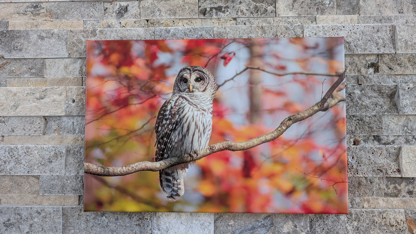 Queen of the Painted Forest