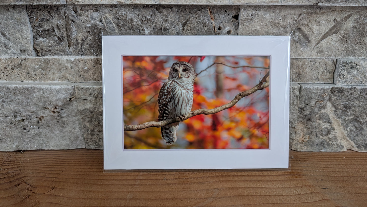 Queen of the Painted Forest