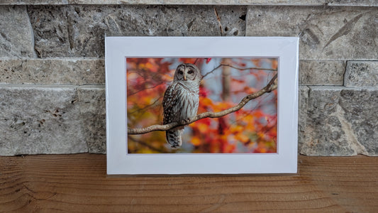 Queen of the Painted Forest