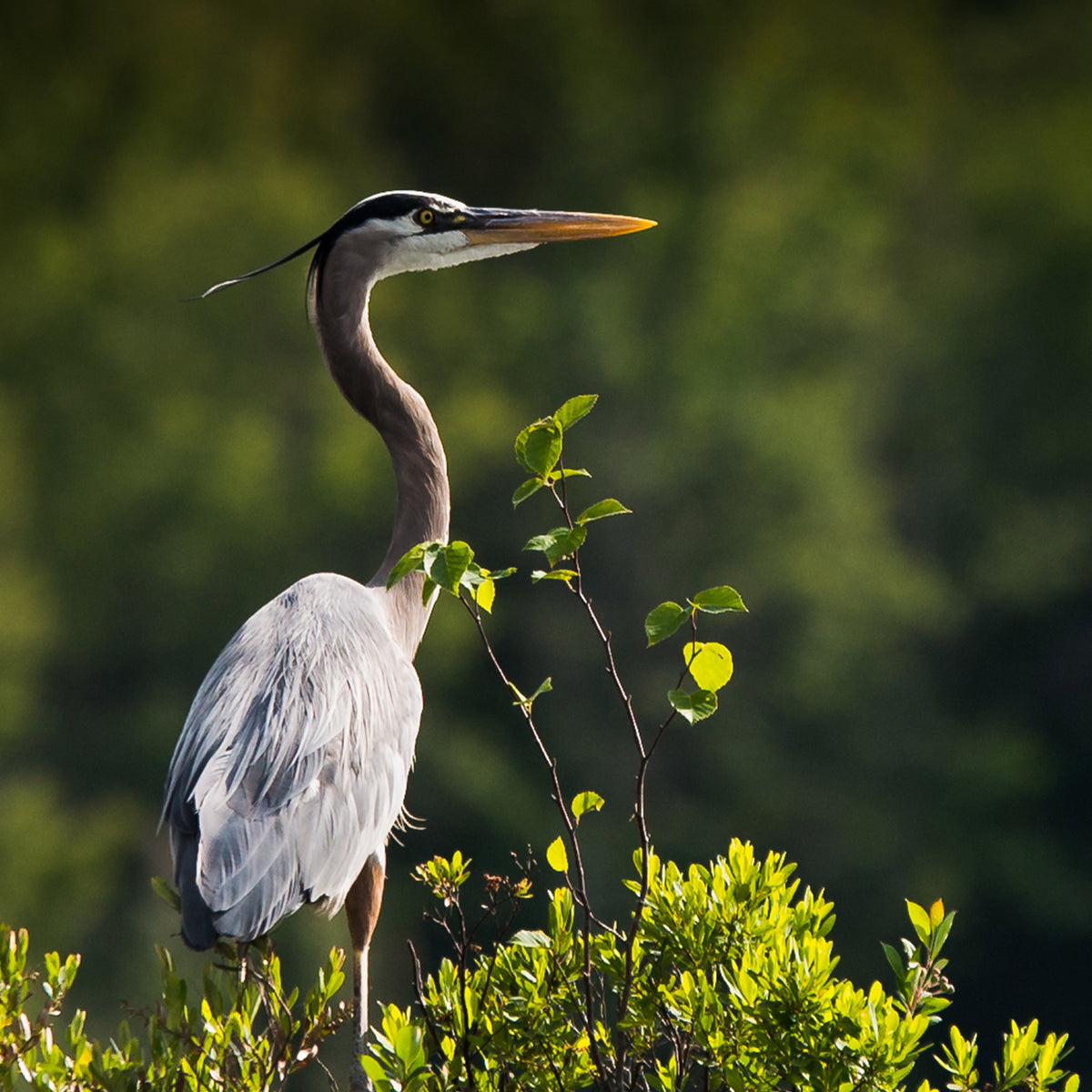 Golden Hour Heron