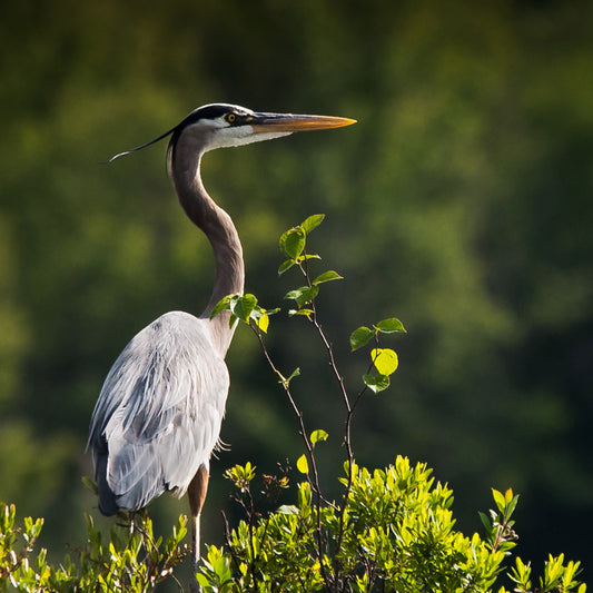 Golden Hour Heron