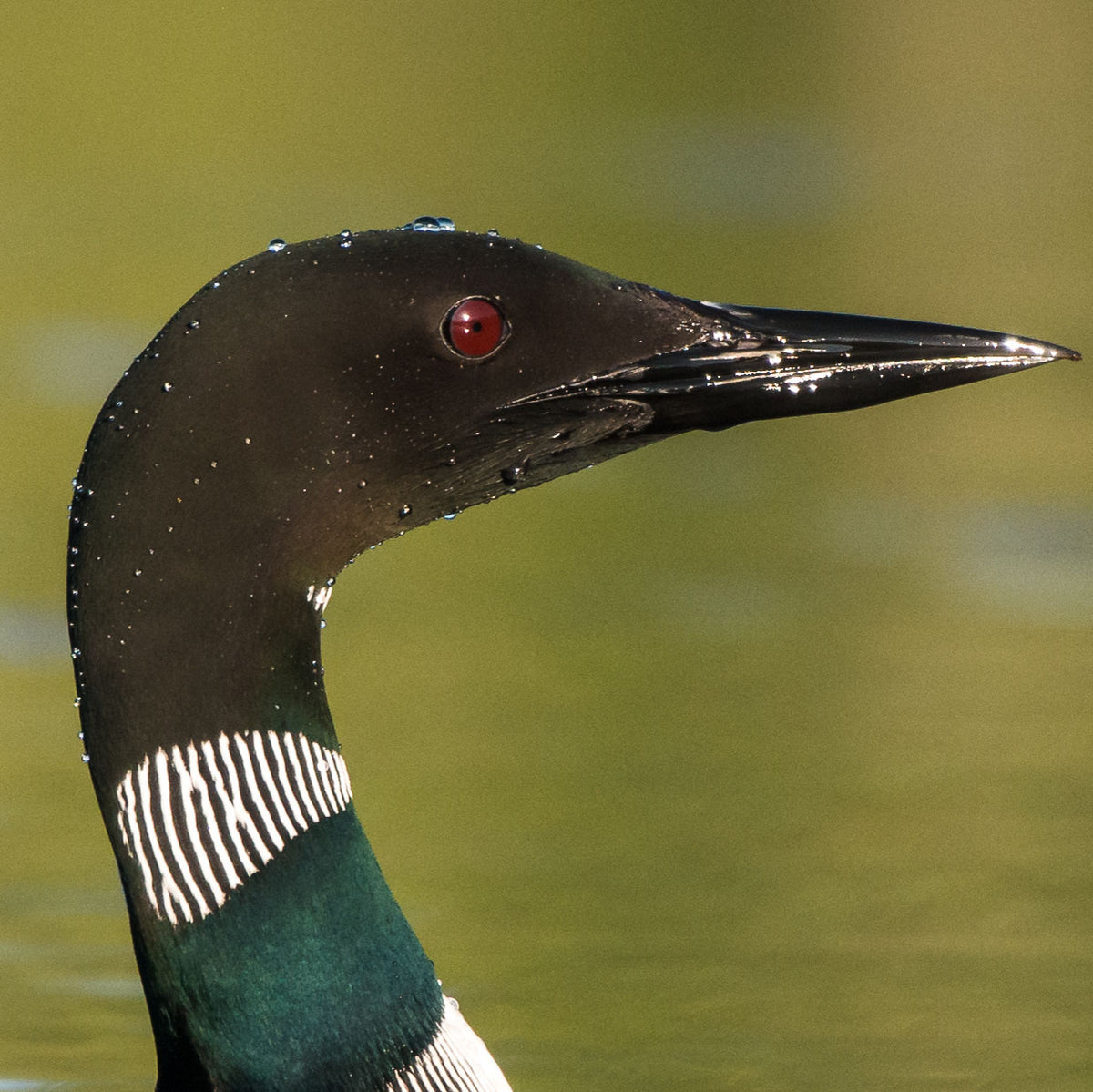 Profile of a Loon