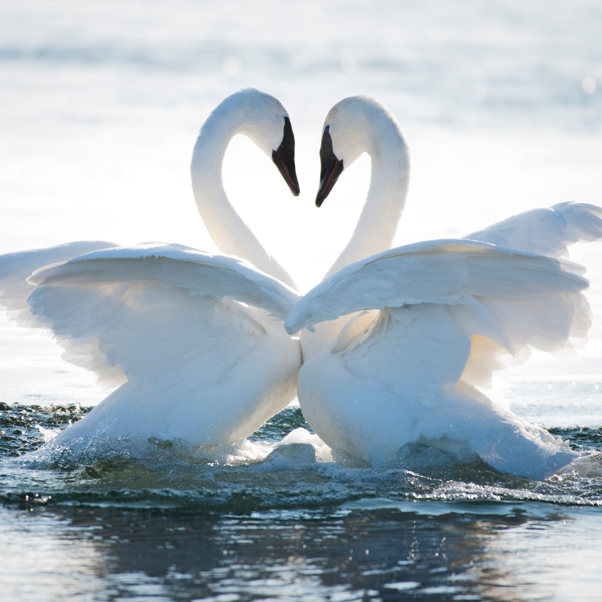 Symmetry of Love