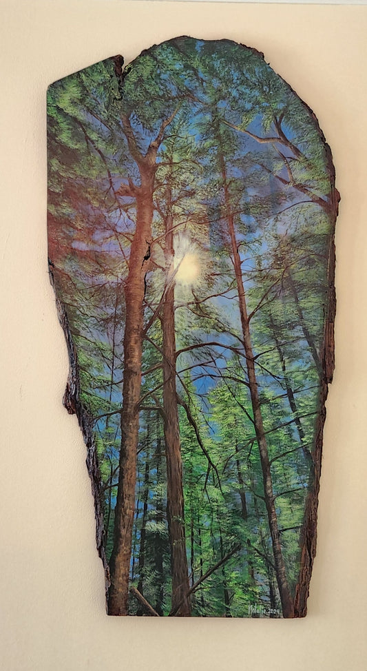 Sunlit Evergreens