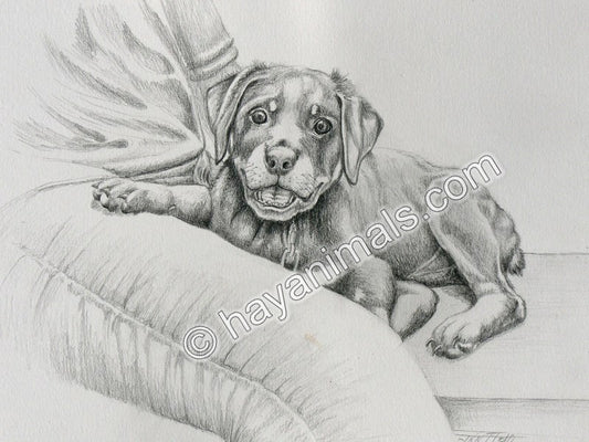 The Baby Rottweiler