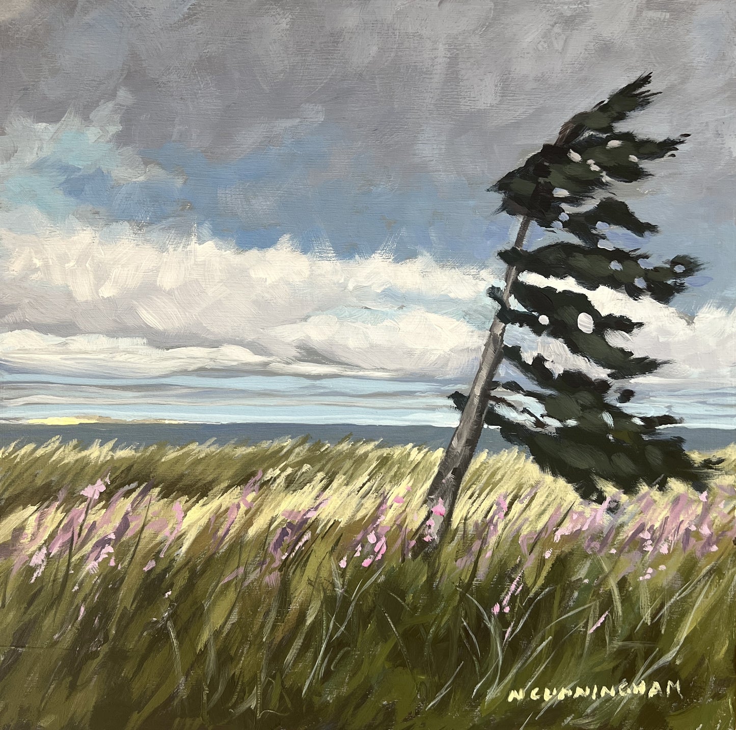 Windswept in Musgrave Harbour