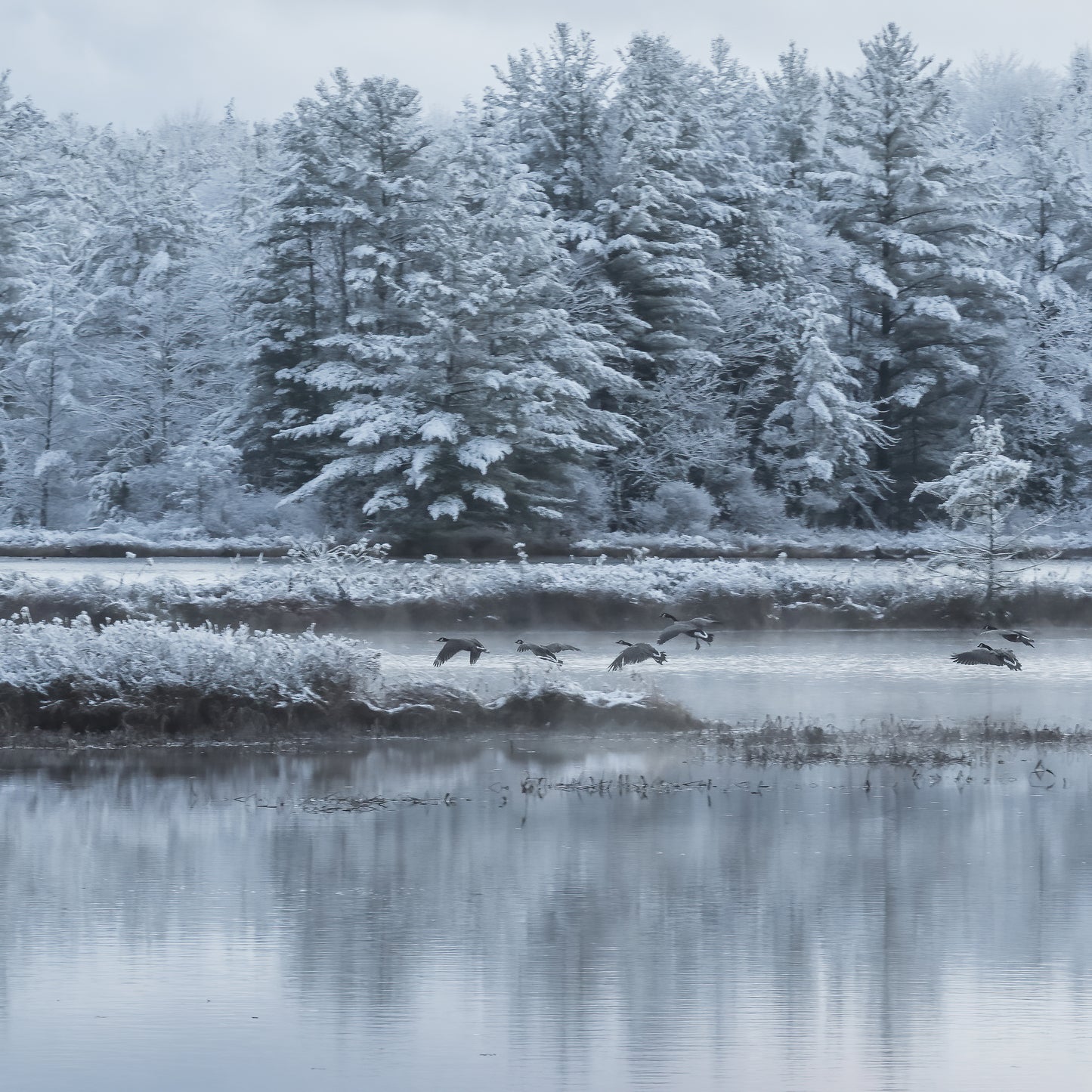 Winter Geese