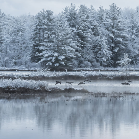 Winter Geese