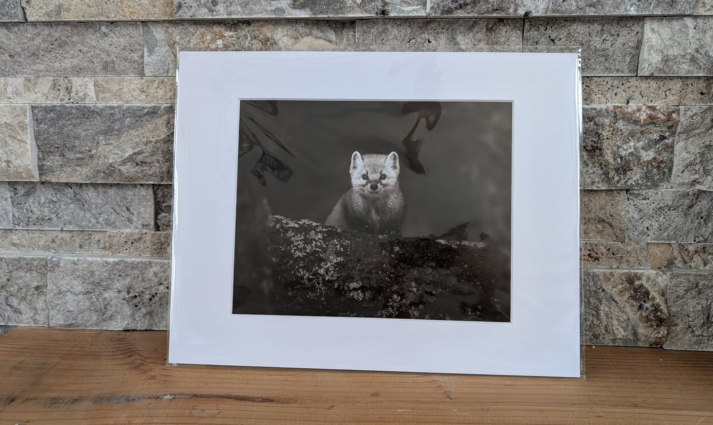 Woodland Mischief