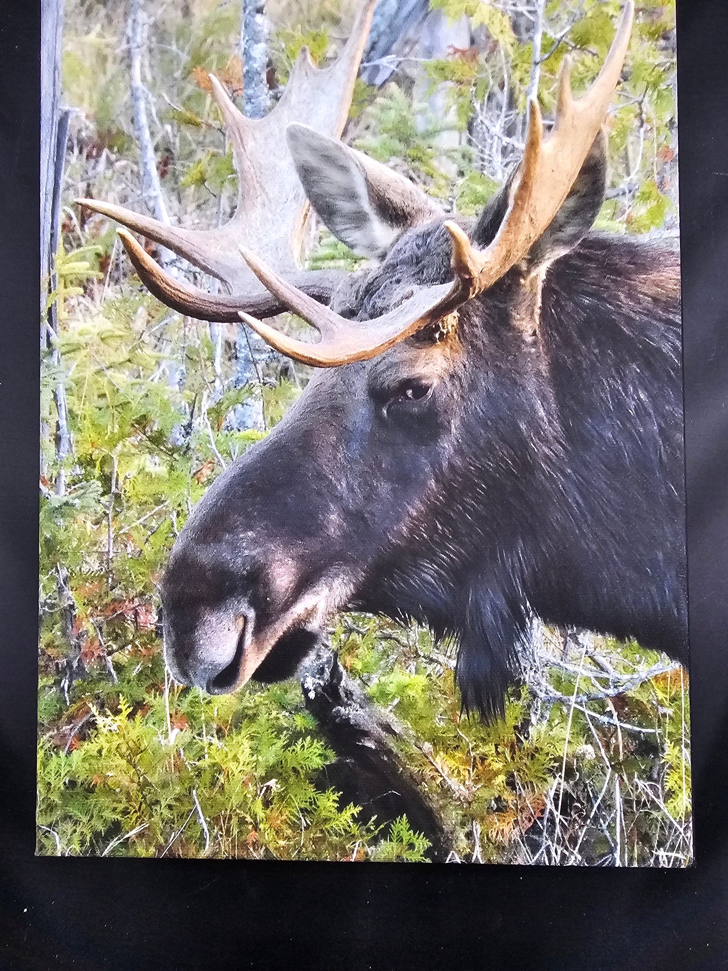 Algonquin Moose