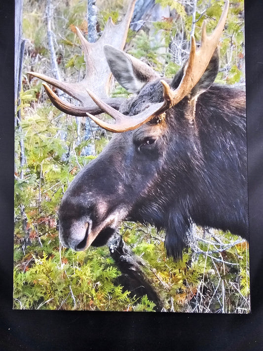 Algonquin Moose