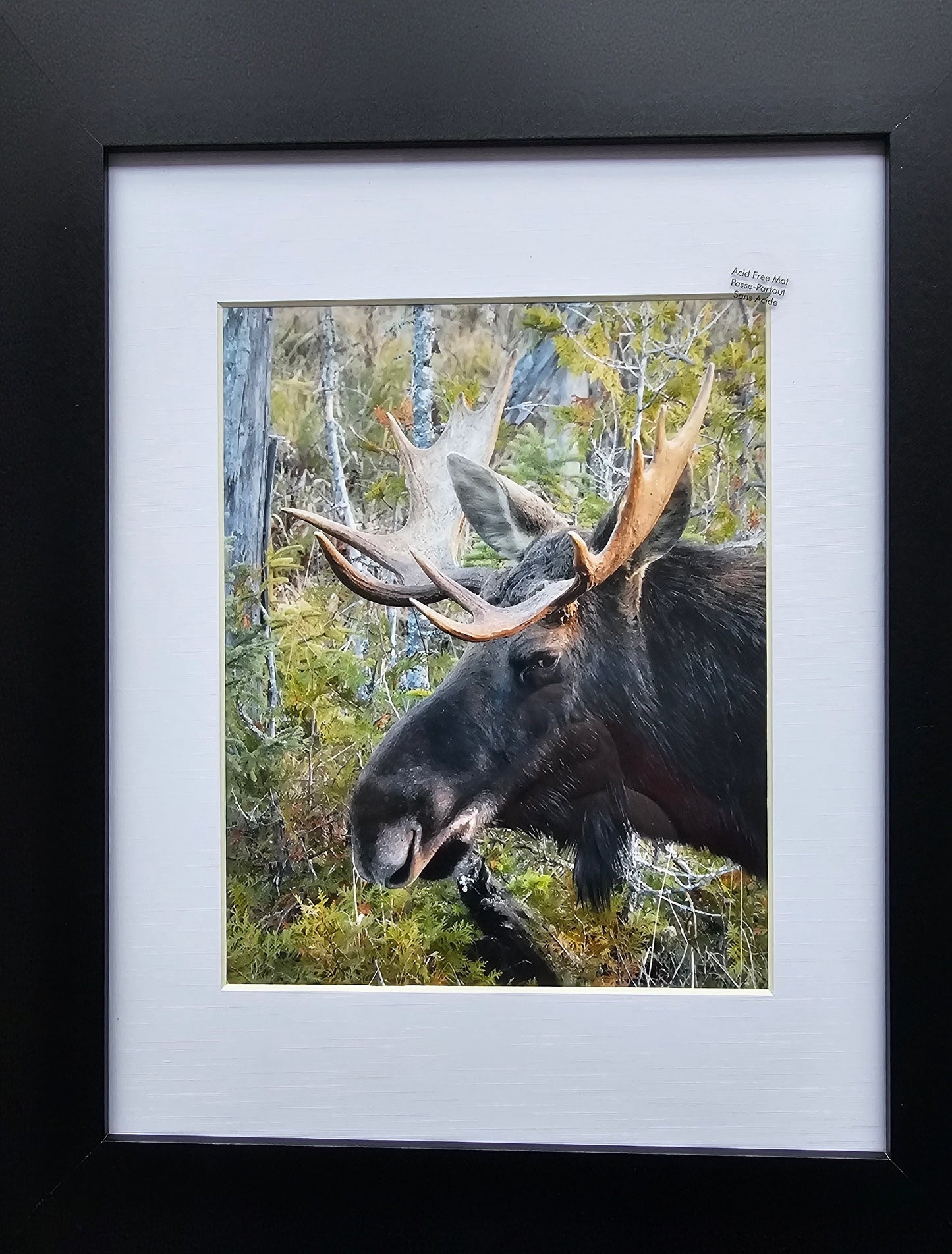 Algonquin Moose