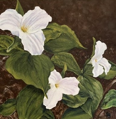 Trio of Trilliums